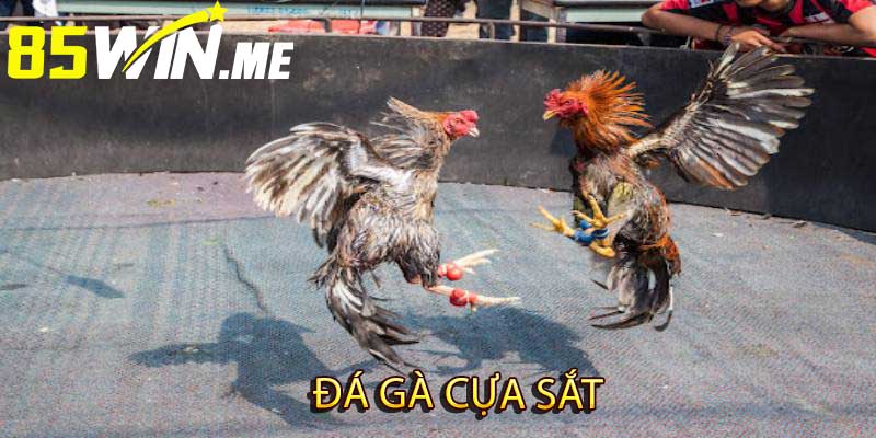 đá gà cựa sắt